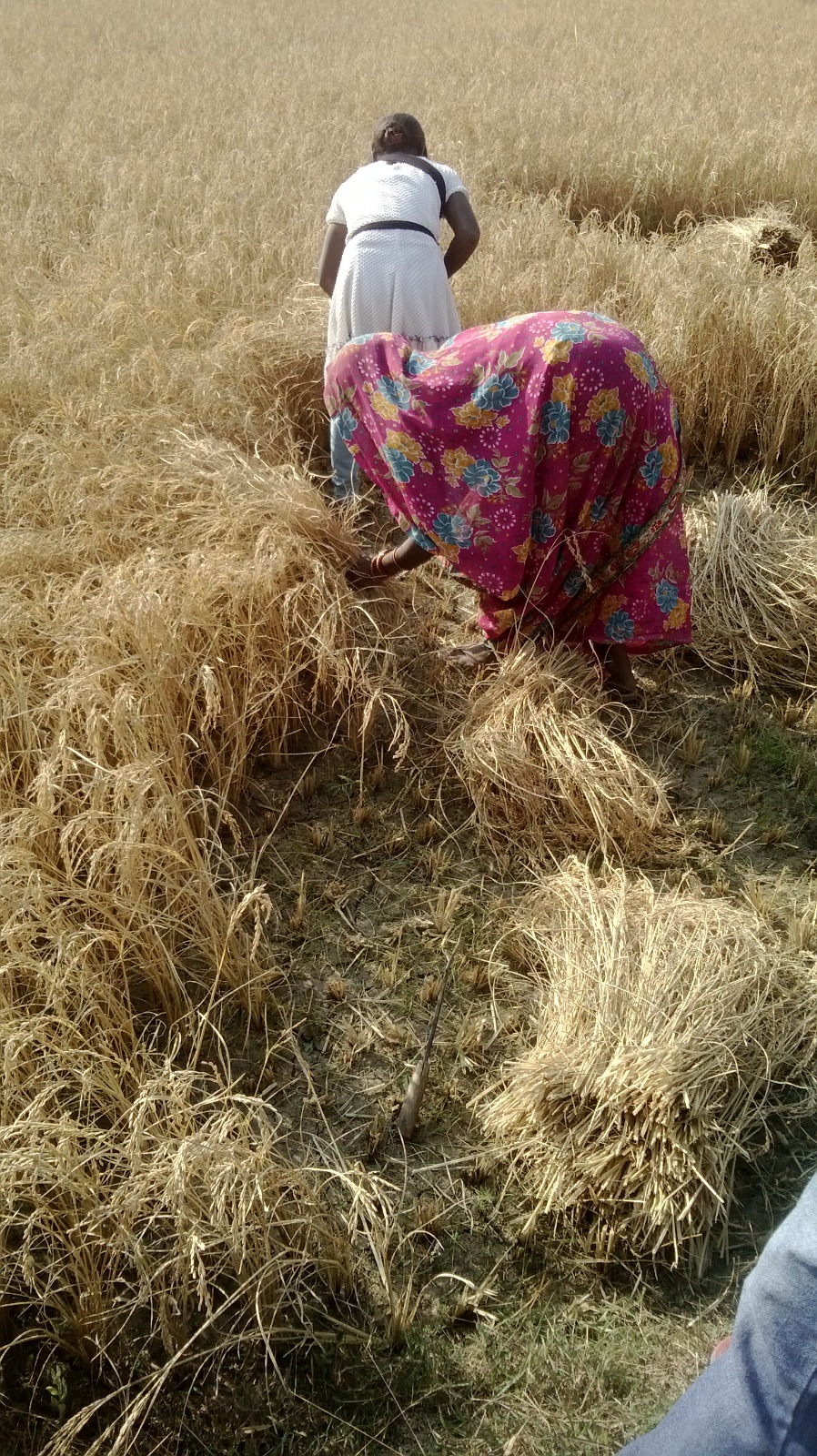 Double Cropping Yojna (2019-20)